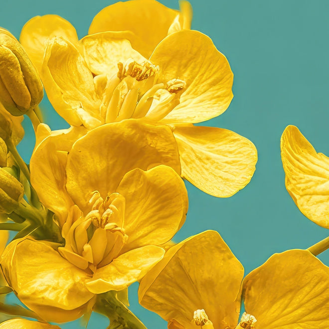 Canola oil