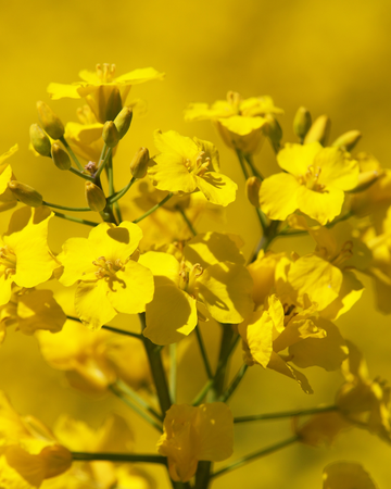 Canola oil
