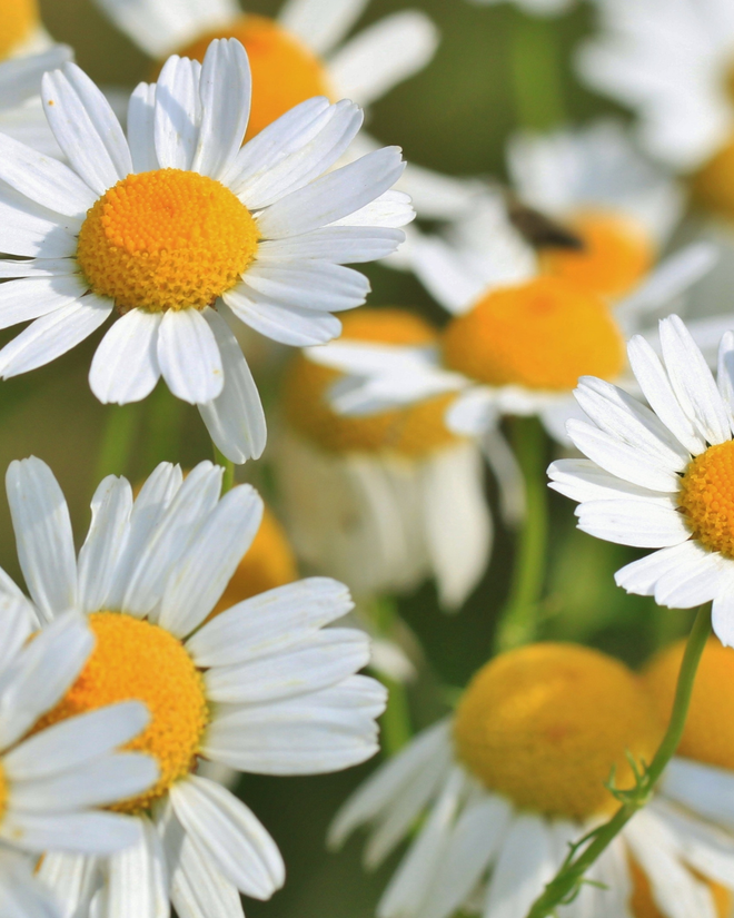 Chamomile flower oil
