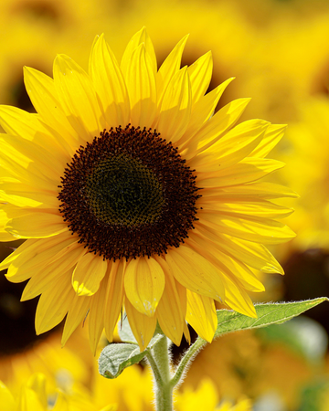 Sunflower oil